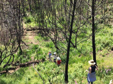 Cape Nature Walks | Buttonquail Trail