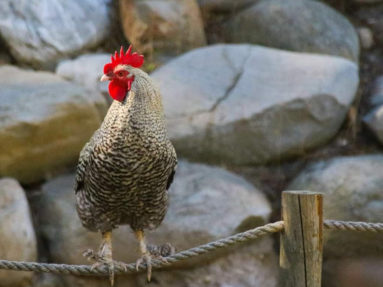 Cape Nature Walks | Over the berg trail